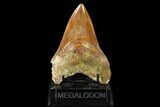 Serrated, Fossil Megalodon Tooth - Indonesia #148966-2